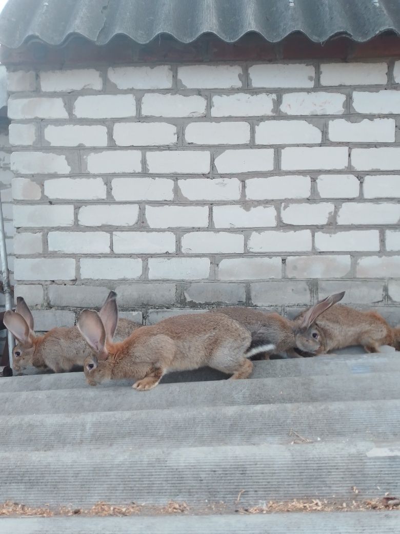 Кролики, самцы и самочки