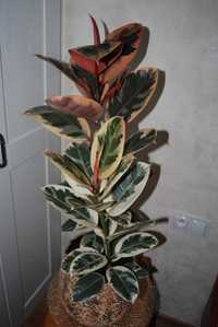 Ficus elastica RUBY i BELIZE w  ceramicznej doniczce - 90 cm