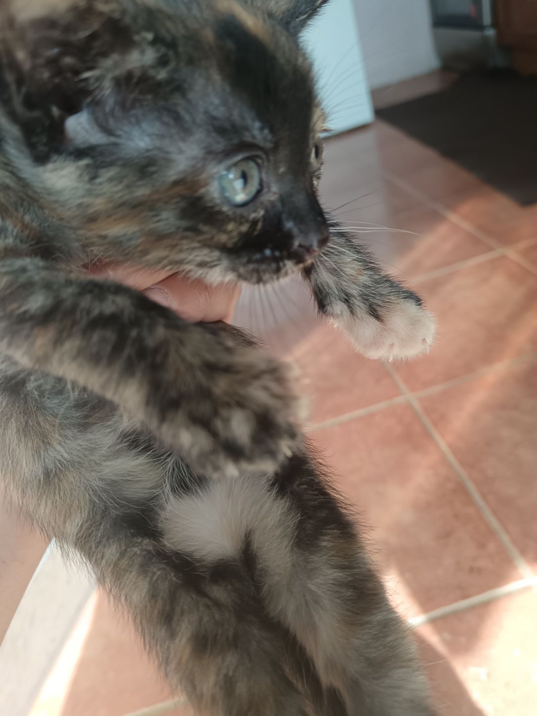 Gatinha para dar