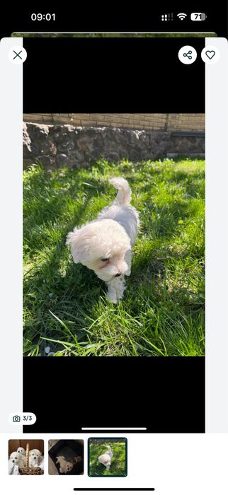 Мальтипу в белом цвете!