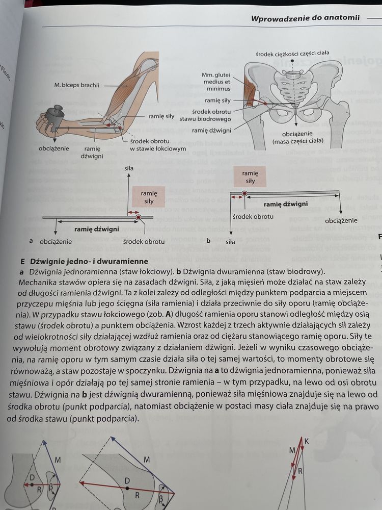 Atlas anatomii prometeusz nomenklatura Łacińska na Polską