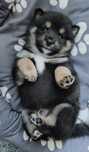 Shiba inu ZKwP/FCI miot O