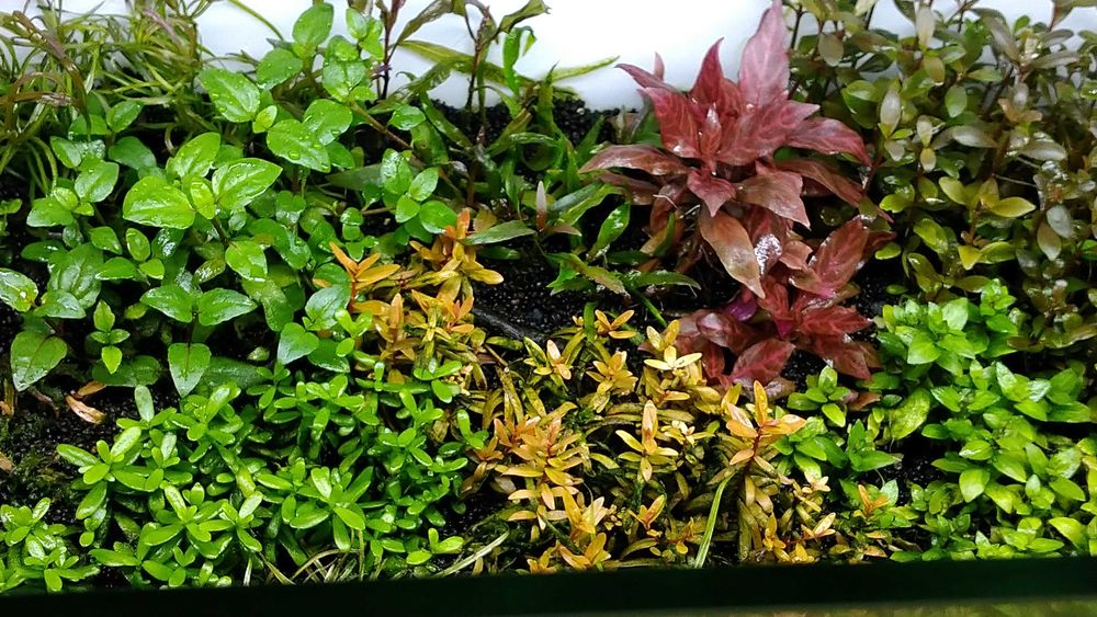 100g Rosahumus nawóz dla każdych roślin