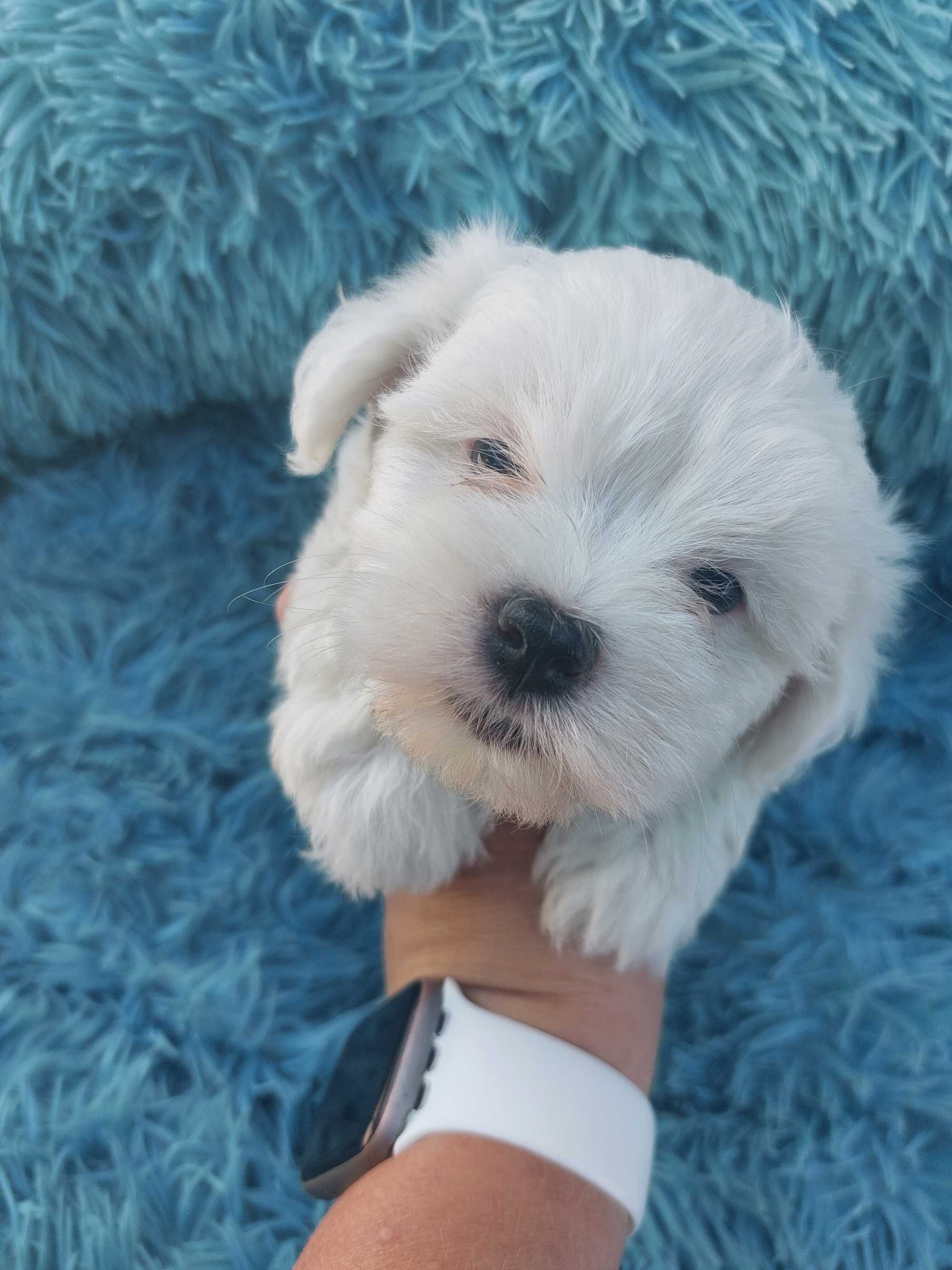 Bichon Maltês. Mini . Menina  pura.Perfeita.