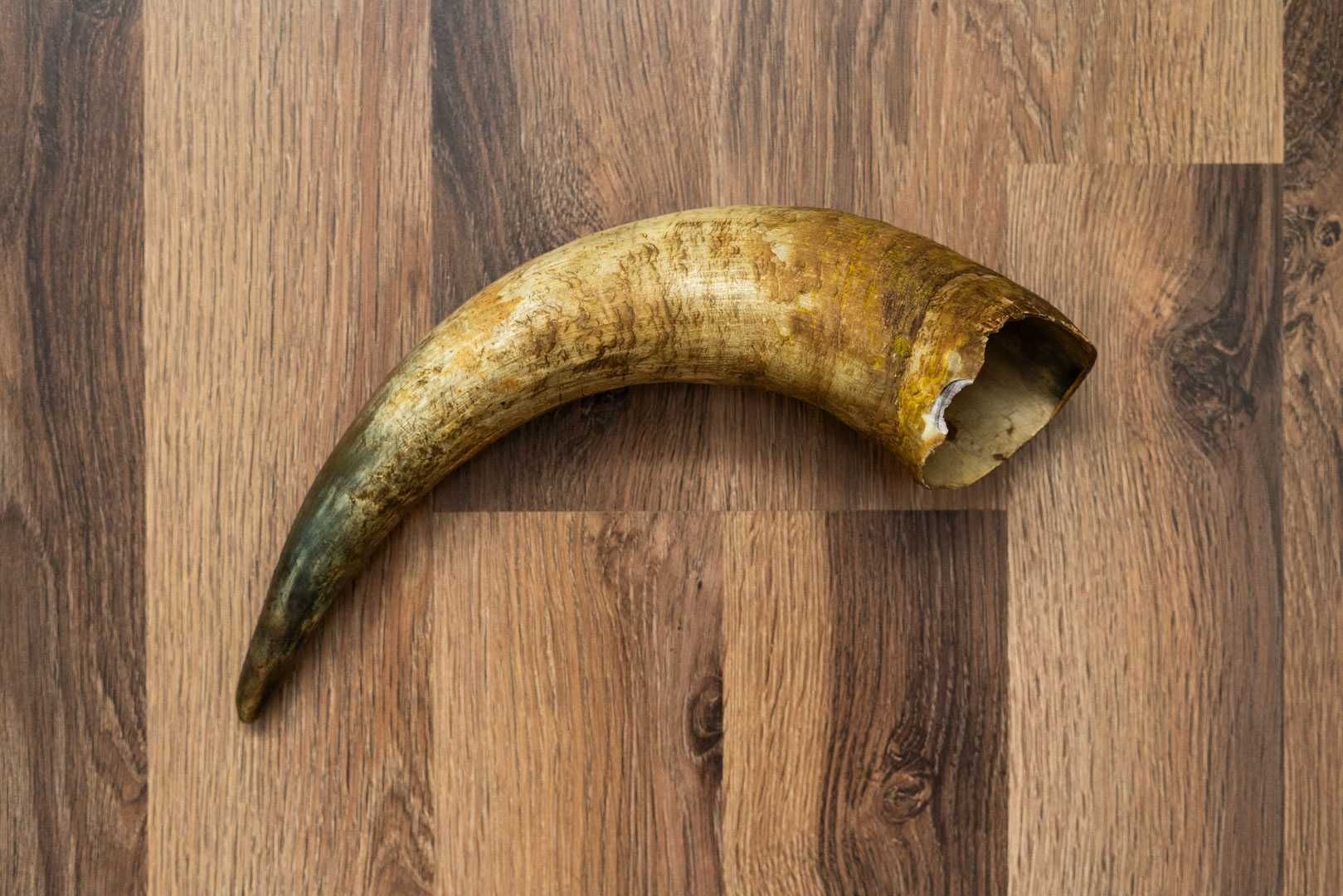 Róg krowy długość 38 cm
