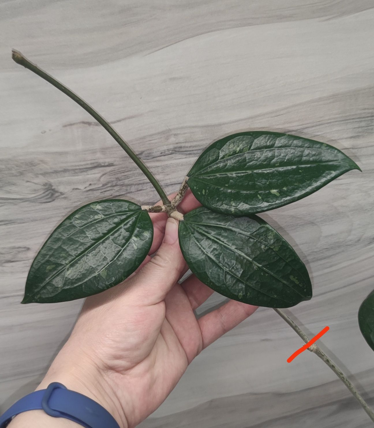 Хойя Hoya ЕРС-209, aff. Rintzii Borneo та ін.