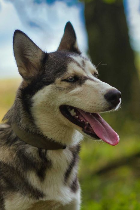Hodor 5-miesięczny szczeniak husky szuka aktywnego domu
