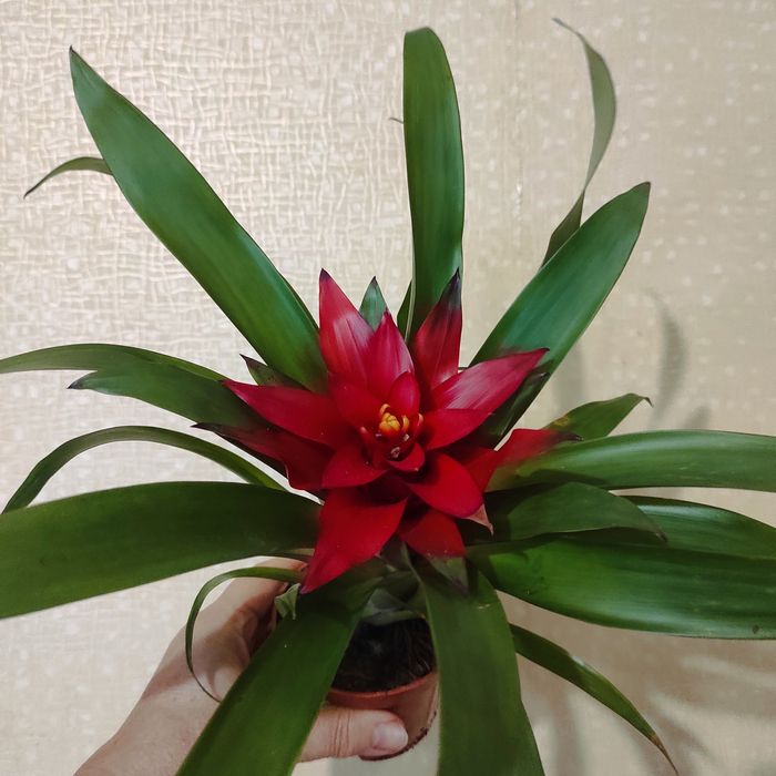 Гузманія Blitz кімнатна рослина