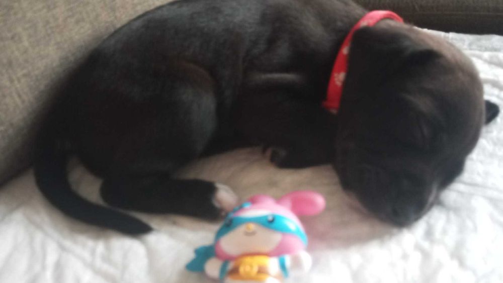 Adoção , -raça  lab pei -