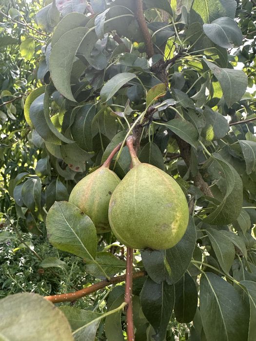 Продам саджанці плодових дерев ОПТ