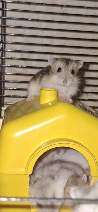 Хомячки джунгарики