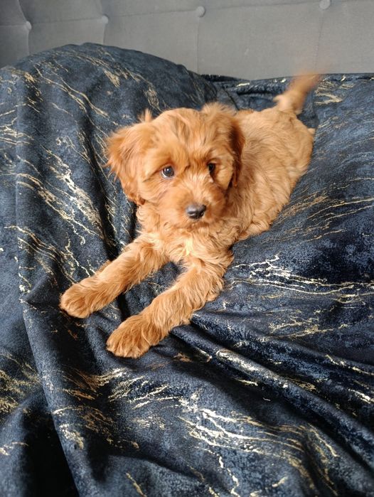 ***Suczka CAVAPOO ***