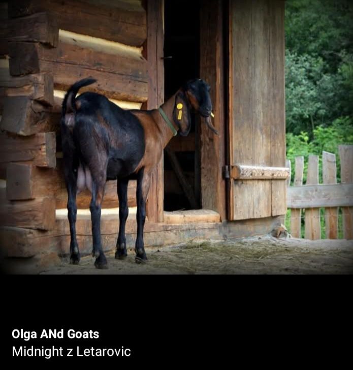 Stawka licencyjnych kóz anglonubijskich Olga ANd Goats