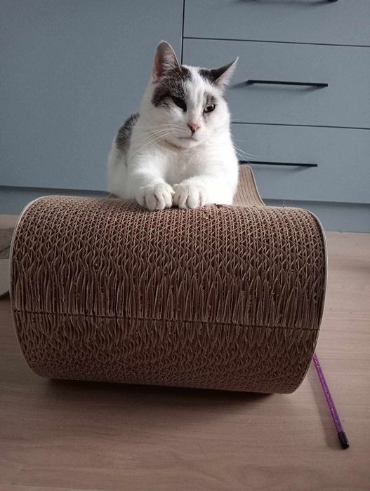 Biały bury kot kocur kocurek