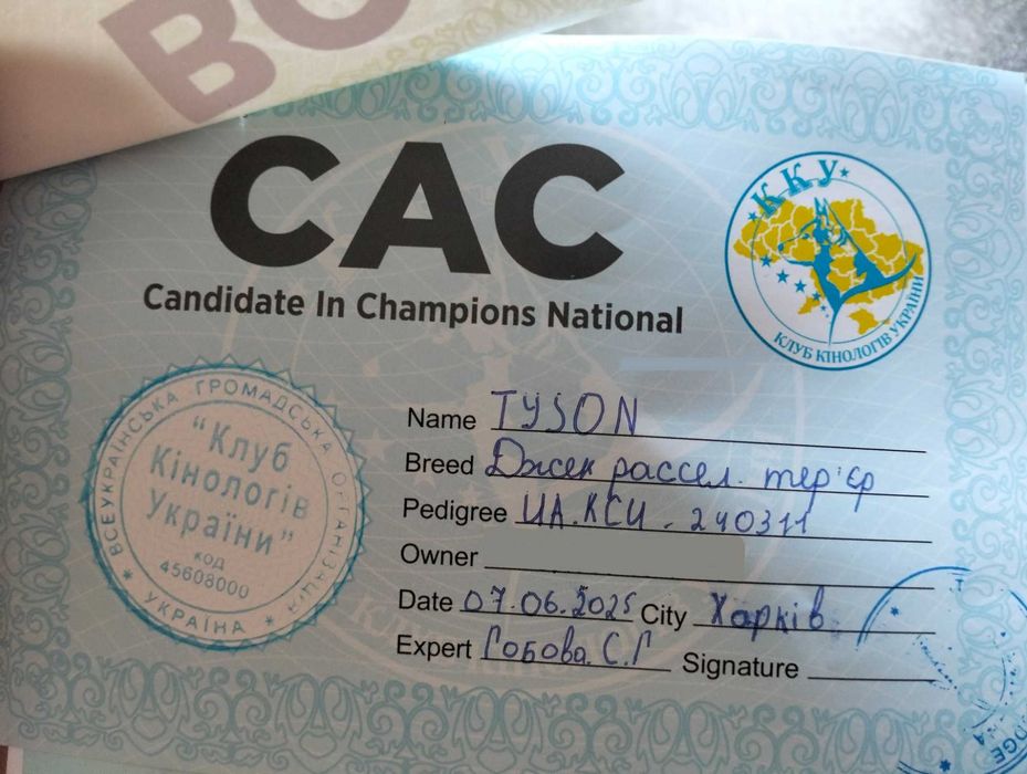 Вязка Джек Рассел. Кобель