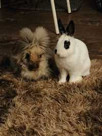2 króliki miniaturki
