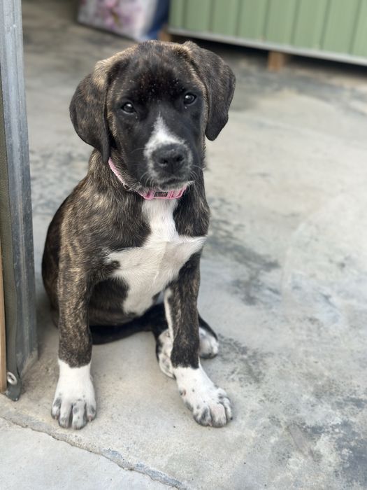 Rafeiro alentejano x cane corso