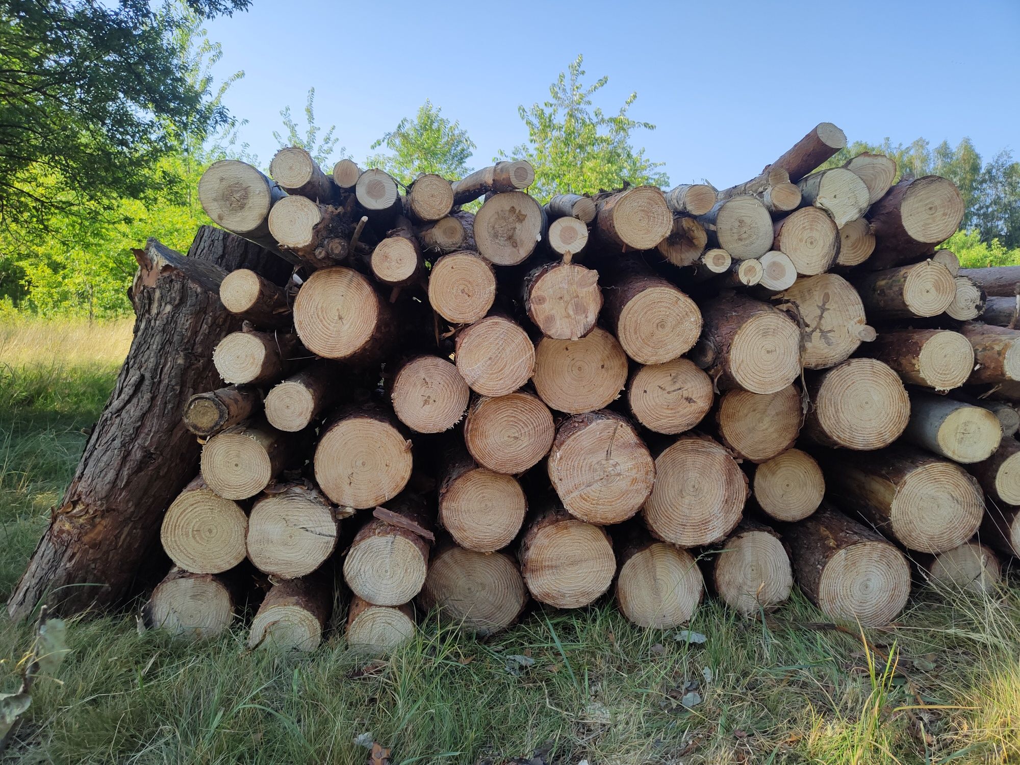 Drewno opałowe sosna, osika
