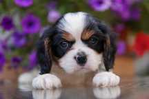 Szczeniak Cavalier King Charles Spaniel