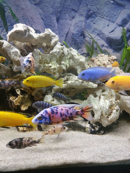 Pyszczaki rożne gatunki