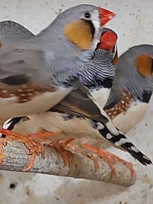 Zeberki ptaki dorosłe oraz młode.