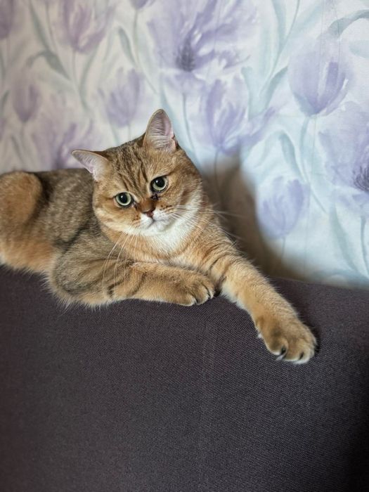 Віддамо котика Британський прямовухий