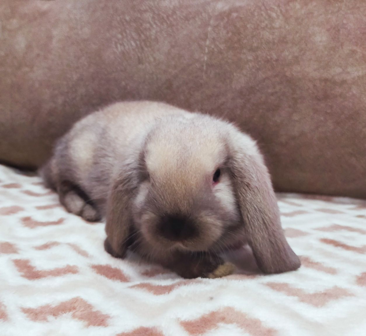 Królik baranek syjamski mini lop