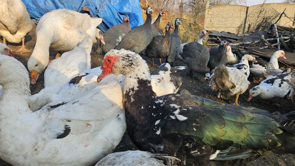 Gęsi białe Swojskie