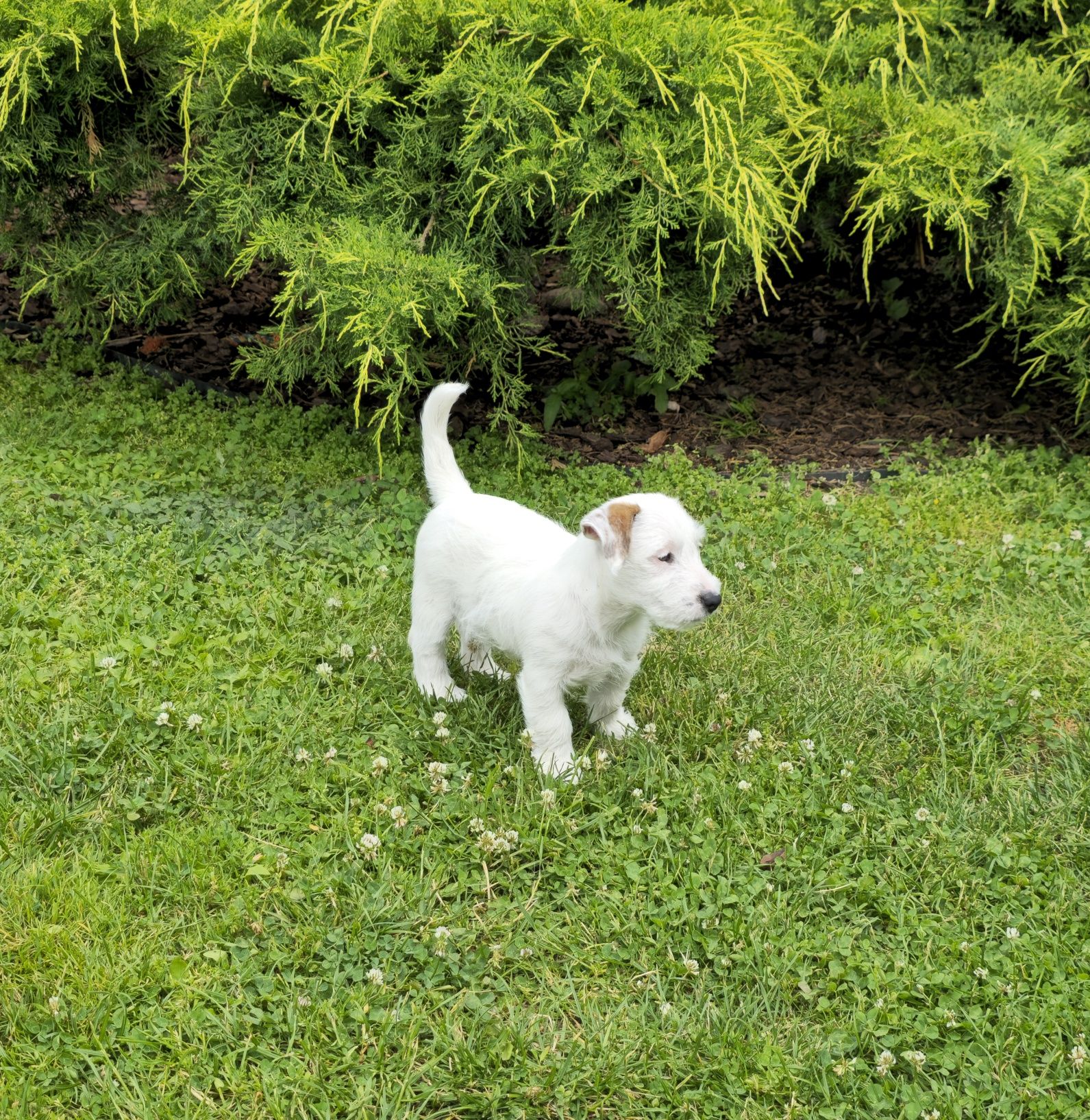 Jack Russell Terrier ZKwP FCI piesek