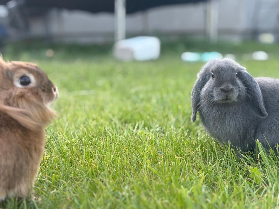 Mini lop i Teddy parka