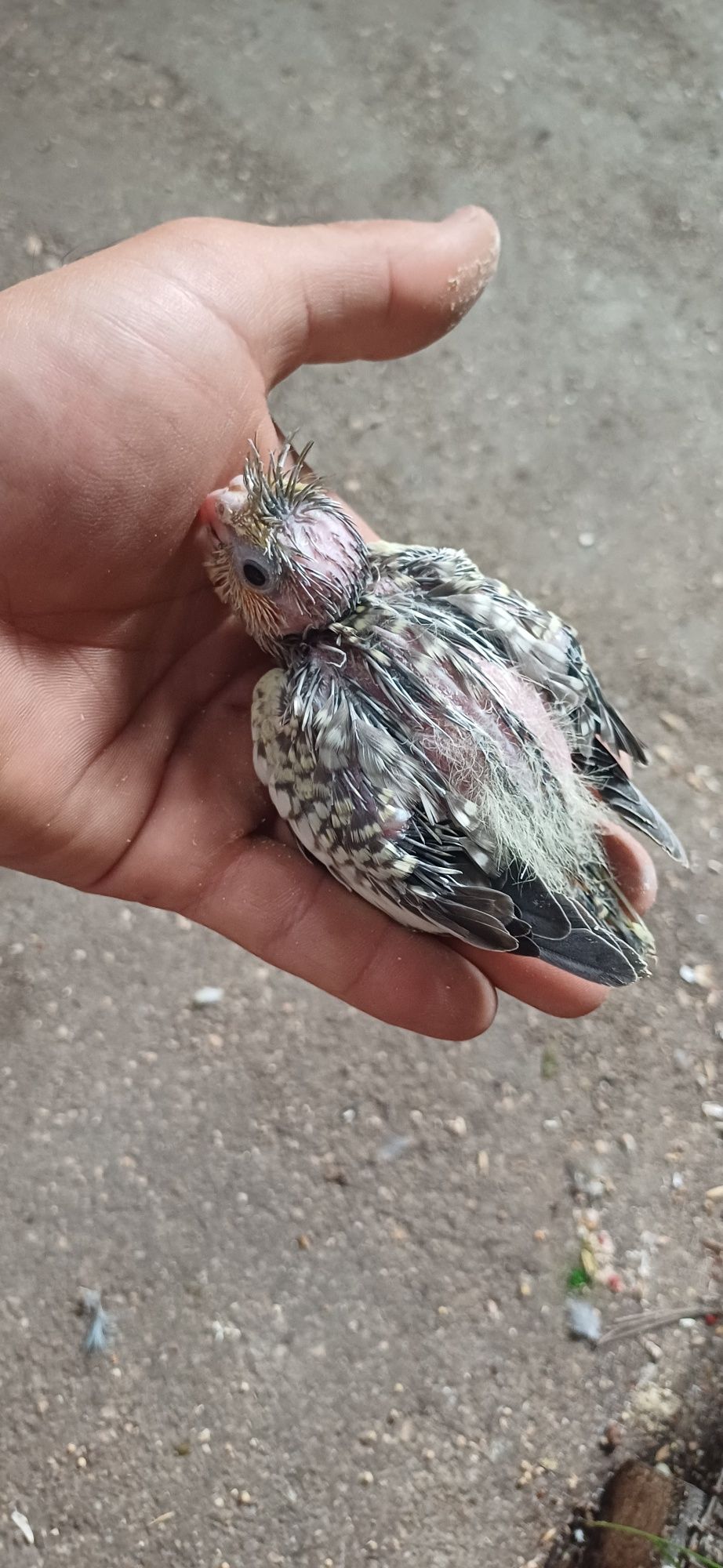 caturas para Criar  a mão