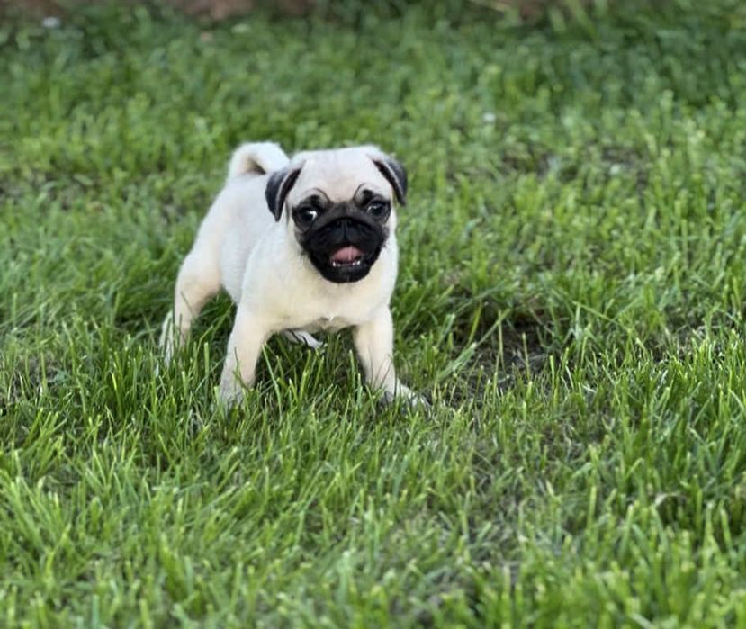 Mops piesek uroczy