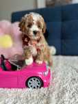 Piękna Suczka Maltipoo F1b!