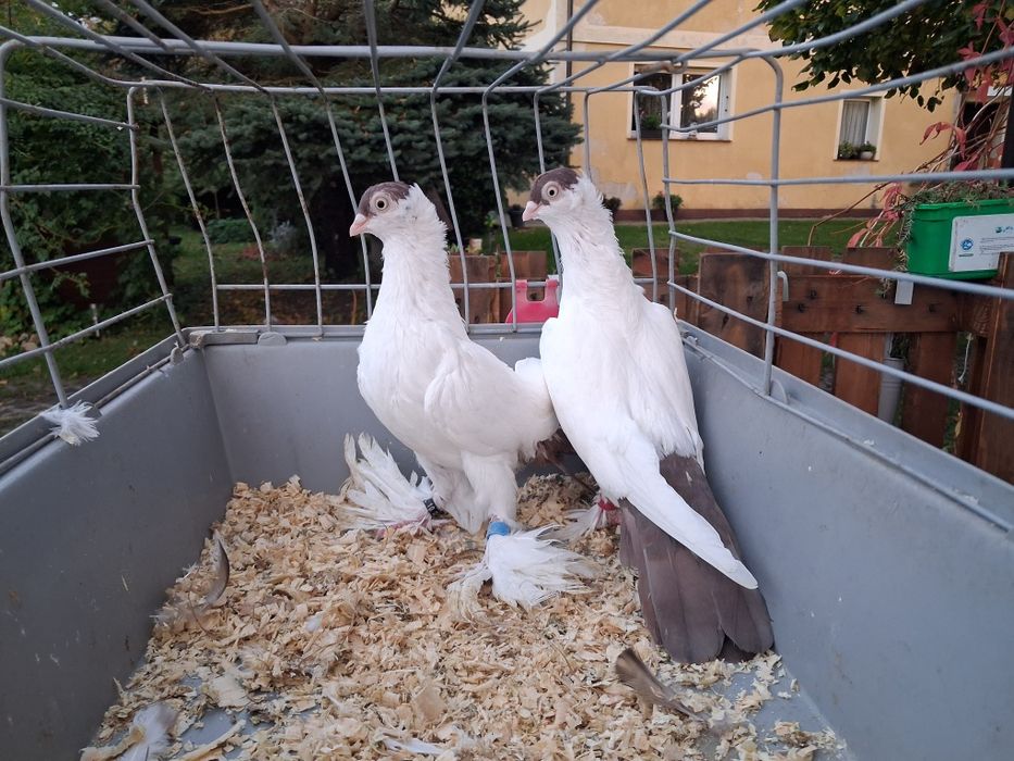 Krymki, krymka polska