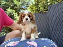 Cavalier King Charles Spaniel - Cudna dziewczynka ZKwP/FCI