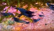 Krewetki Neocaridina - Blue Velvet