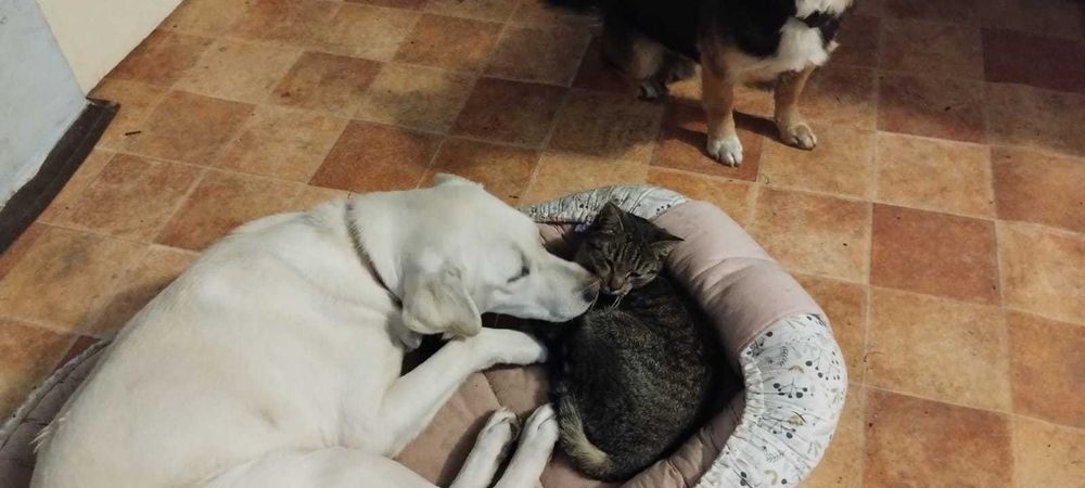 Benia - Psina bez rodowodu, ale z wiekim sercem