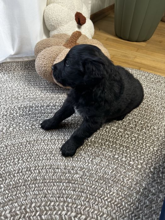 COLTRIEVER - mix Border Collie + Golden Retriever