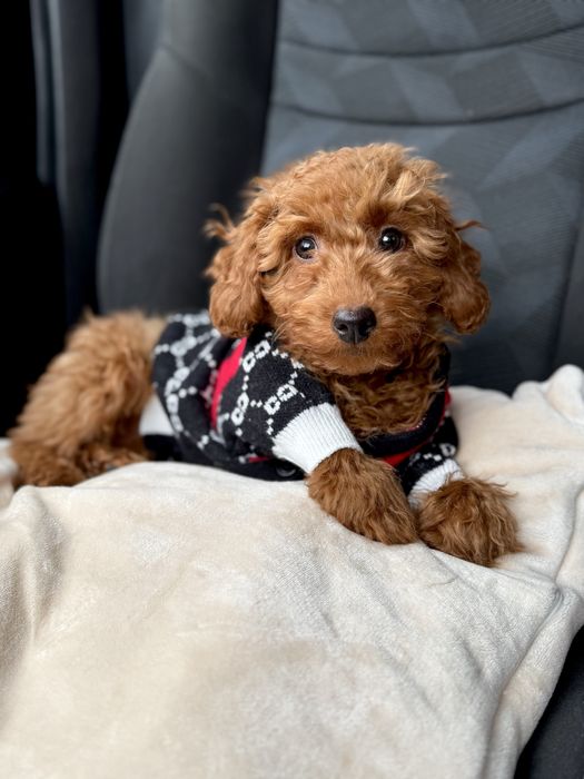 Хлопчик той-пудель 3 міс ред браун /мальтипу