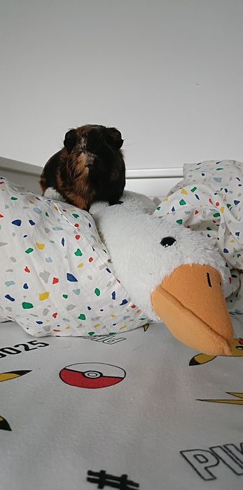 Świnki morskie- samczyki.