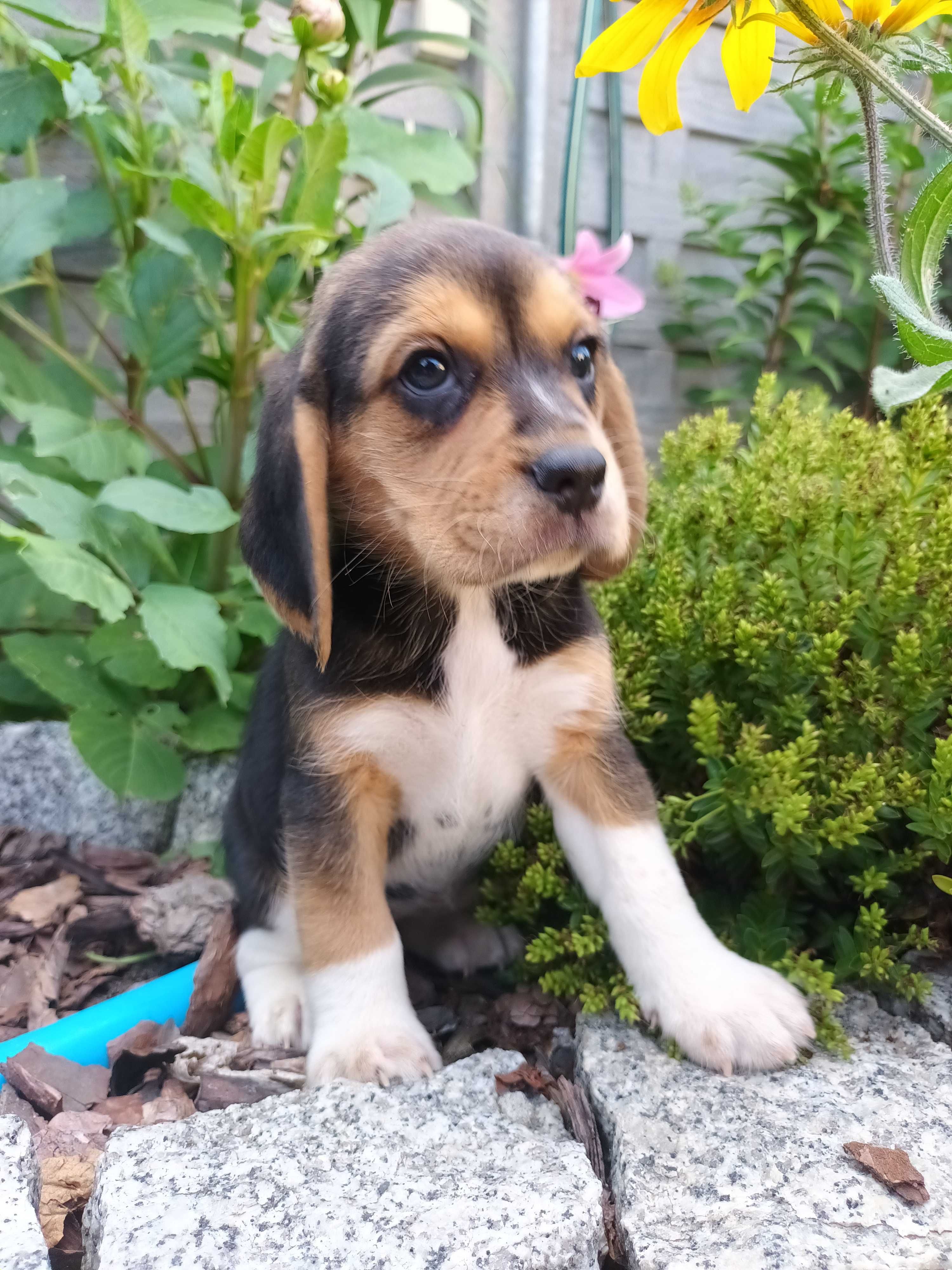 Beagel suczka gotowa do odbioru