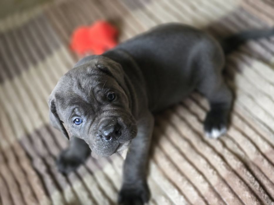 Щенки Кане Корсо КСУ/FCI