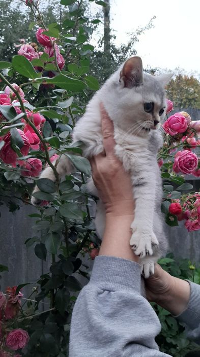 Британские шиншиллы, котик и кошечка.