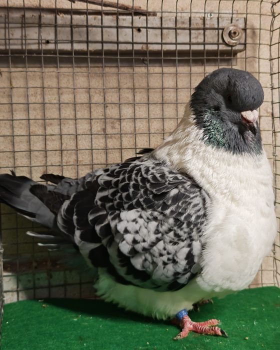 Pombos Ornamentais Strassers