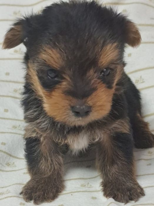 Yorkshire terrier Super Mini Fofo Exelenfte  ATENÇÃO  PREÇO SÓ HO