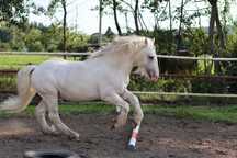 Gypsy Cob ogier stanówka/sprzedaż