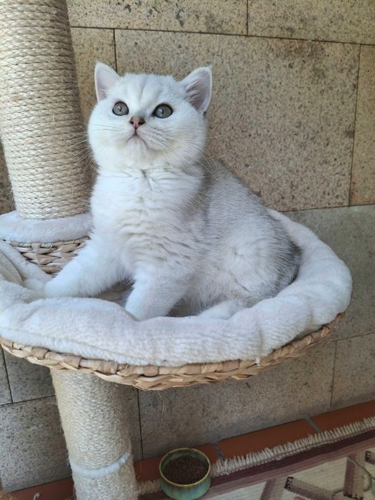 Gatinho British Shorthair