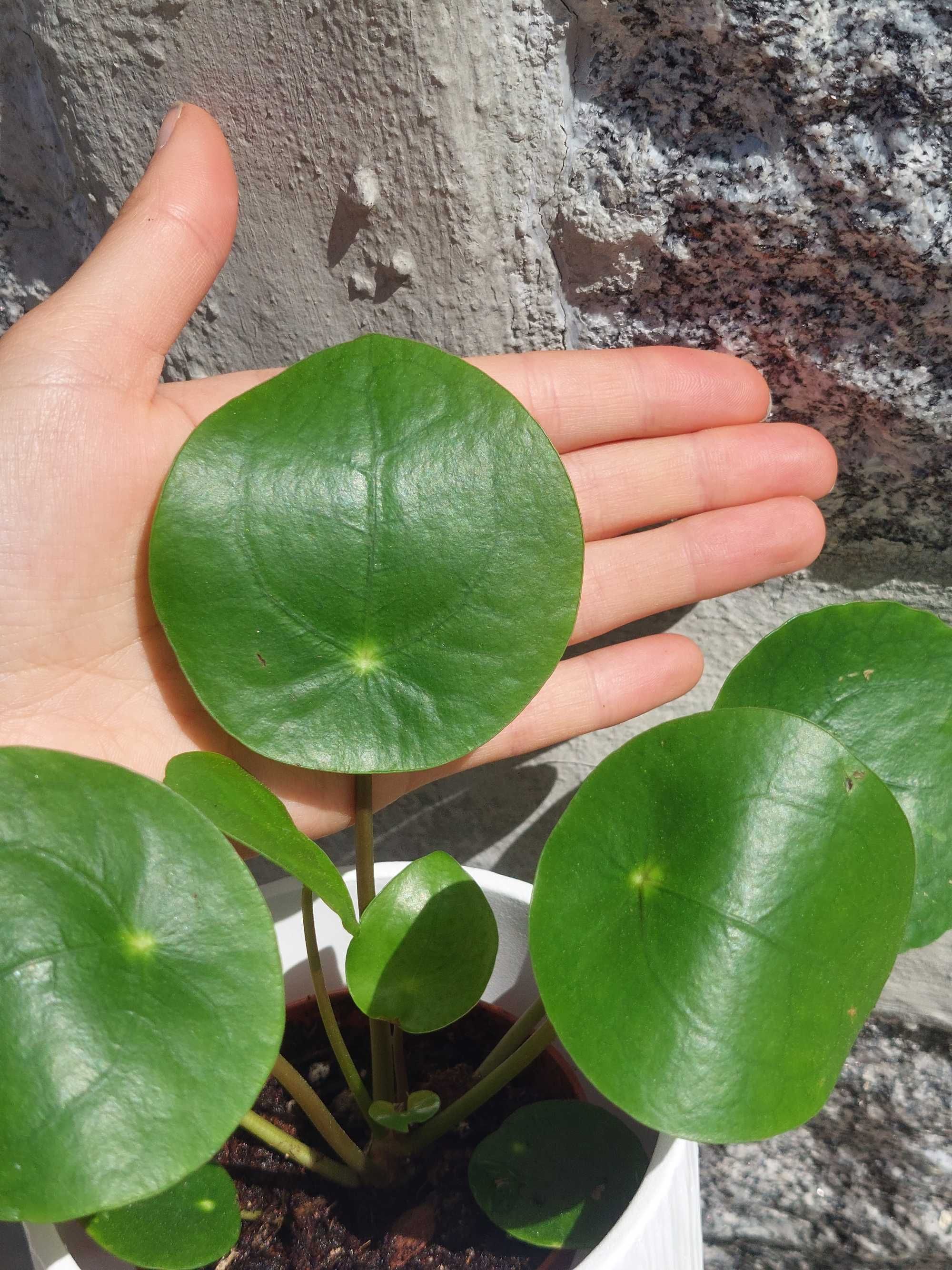 [Planta] Pilea Peperomioides