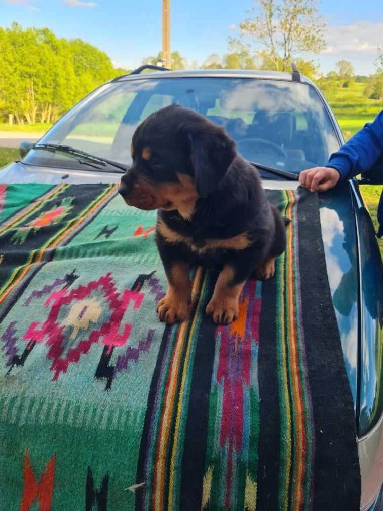 Rottweiler piesek