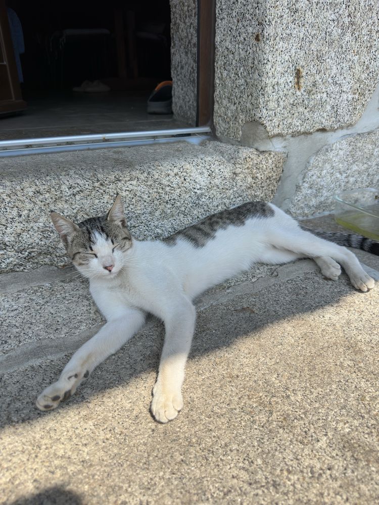 Gato super meigo